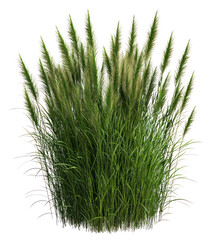 Fototapeta premium PNG Grass bushes plant tall vegetation.