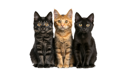 Three adorable kittens posing together in studio