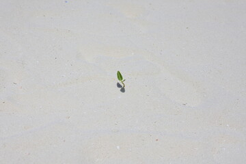 sprout on white sand beach, Maldive