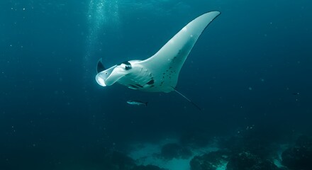 Fototapeta premium Manta Ray Gracefully Swimming Underwater in the Deep Blue Ocean