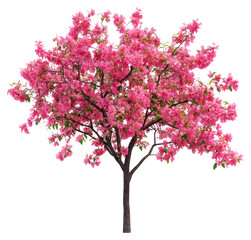 Obraz premium PNG Blooming spring flower tree blossoms nature plant.