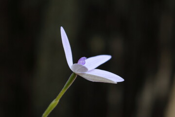 Fototapeta premium orchid