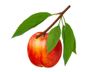 Ripe nectarine or peach fruit on branch with leaves
