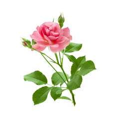 Pink rose flower on stem with leaves isolated