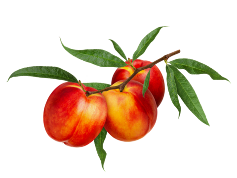 Nectarine fruit with green leaves on branch isolated on white background