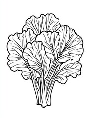 Detailed Line Art Illustration of Bok Choy Asian Cabbage Vegetable Drawing Fresh Produce Healthy
