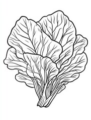 Detailed Line Art Illustration of Fresh Bok Choy Asian Vegetable Healthy Food Vegan Ingredient