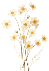 PNG Dried flower flowers white art.