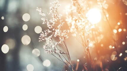 Sunlit autumn grasses, bokeh background, nature scene, peaceful mood