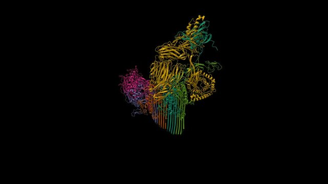 Cryo-EM structure of 3C9-sMAC. Animated 3D cartoon and molecular surface models, entity id color scheme, pdb 7nyc, black background