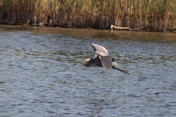 Great Blue Heron flying over lake