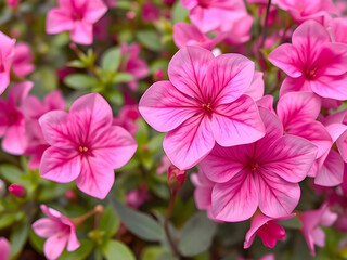 Beautiful Pink flowers background