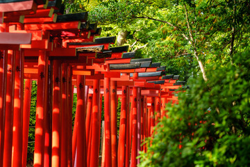 Japan beauty: red torii gate under sunlight