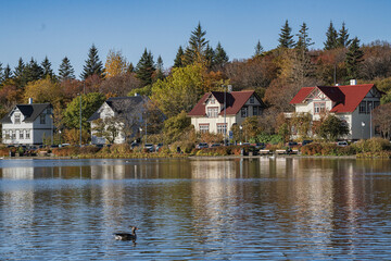 Obraz premium The swans at tjornin lake, the center of Reykjavik, Iceland.