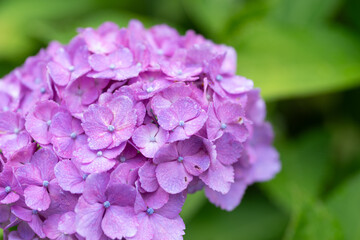 雨に濡れたアジサイをマクロレンズで撮影