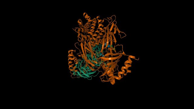 Structure of human complement C3. Animated 3D cartoon and molecular surface models, chain id color scheme, pdb 2a73, black background