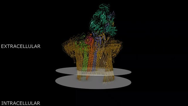Cryo-EM structure of the membrane attack complex in open conformation. Animated 3D cartoon and molecular surface models, entity id color scheme, pdb 6h03, putative membrane shown, black background