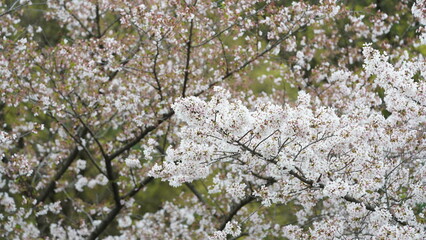 The white cherry flowers blooming in the park in spring
