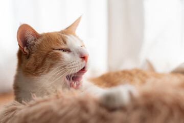 舌なめずりをする可愛い猫　茶トラ白