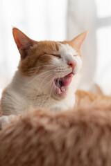 舌なめずりをする可愛い猫　茶トラ白