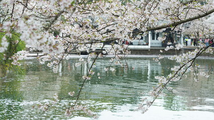 The white cherry flowers blooming in the park in spring
