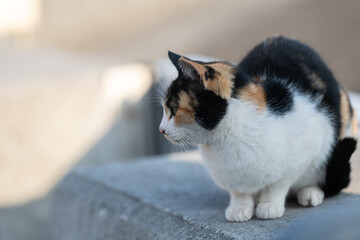 屋外でくつろぐ可愛い三毛猫