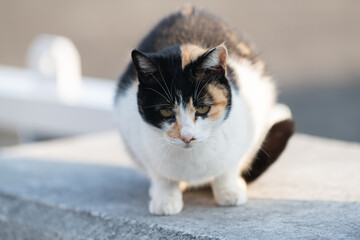 屋外でくつろぐ可愛い三毛猫