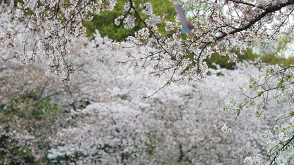 The white cherry flowers blooming in the park in spring
