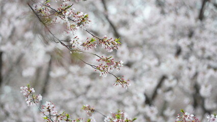 The white cherry flowers blooming in the park in spring
