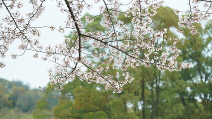 The white cherry flowers blooming in the park in spring
