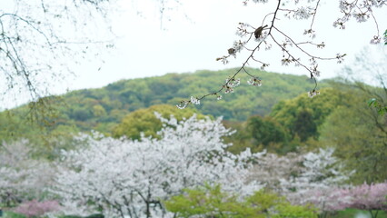 The white cherry flowers blooming in the park in spring
