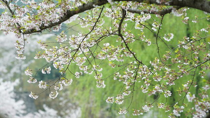 The white cherry flowers blooming in the park in spring
