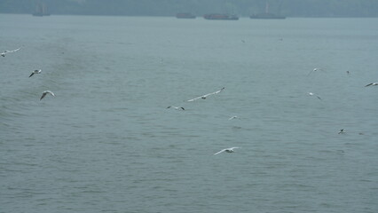 The birds flying in the sky freely
