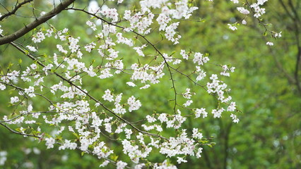 The beautiful flowers blooming in the garden in spring