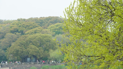 Obraz premium The trees full of the fresh green leaves in spring 
