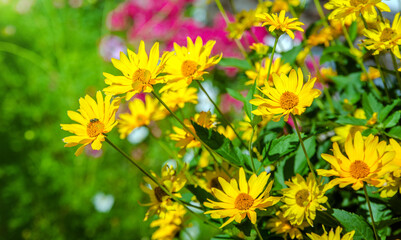 Yellow daisies grow in the meadow in summer
