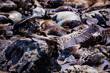Vultures Maasai Mara River 