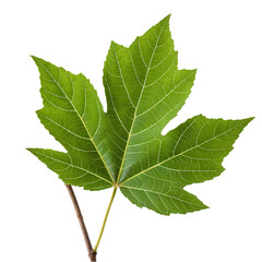 Fototapeta premium Maple Leaf: Image, Stock Photo, Green isolated on transparent background