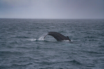 Fototapeta premium A humpback whale at Husavik bay, Iceland, winter time.