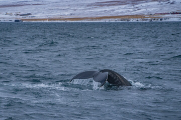 A humpback whale at Husavik bay, Iceland, winter time.