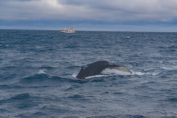 A humpback whale at Husavik bay, Iceland, winter time.