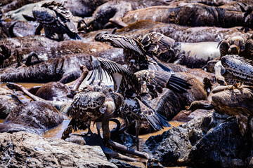 Vultures Maasai Mara River 