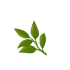 Leafs