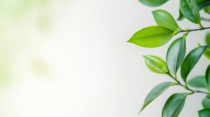 Obraz premium A leafy green plant with a white background