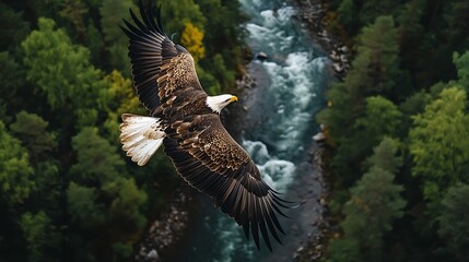 Bald Eagle Soaring Above River and Forest Landscape View