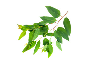 Eucalyptus leaves on white background.