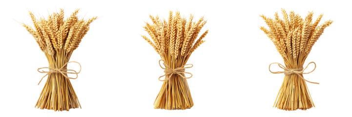 Set of golden wheat stalks tied with twine isolated on a white or transparent background.
