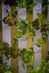 vertical hydroponic gardens, tower hydroponic gardens using pipes