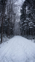 北海道江別市野幌森林公園の遊歩道雪道