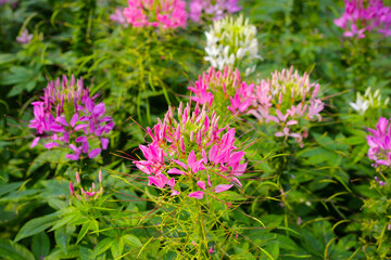 Cleome spinosa flower in the park
